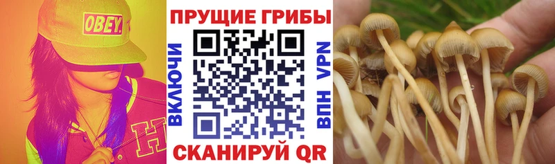 mega как войти  площадка клад  Галлюциногенные грибы мухоморы  Дигора 
